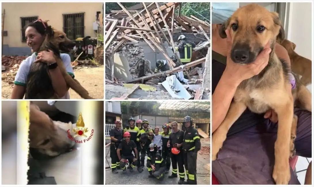 cane estratto dalle macerie 