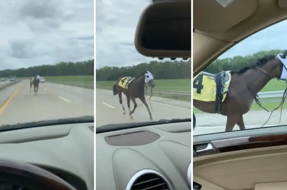 cavallo in autostrada in america