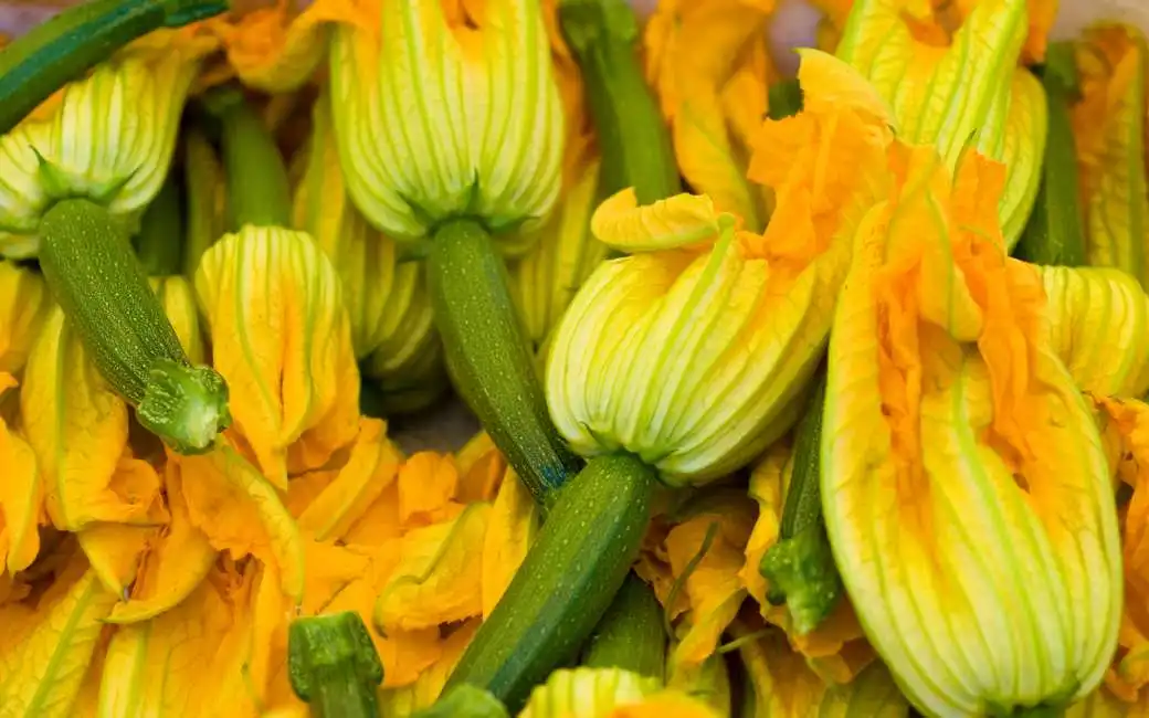 fiori di zucca 