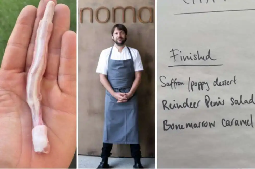 insalata di pene di renna da noma rene redzepi