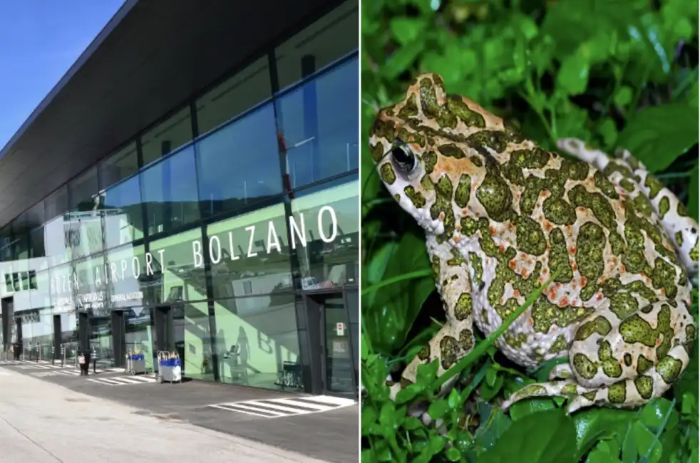 rospo smeraldino aeroporto bolzano