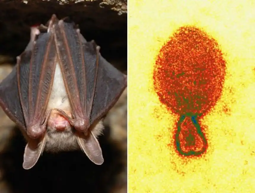 langya virus pipistrelli