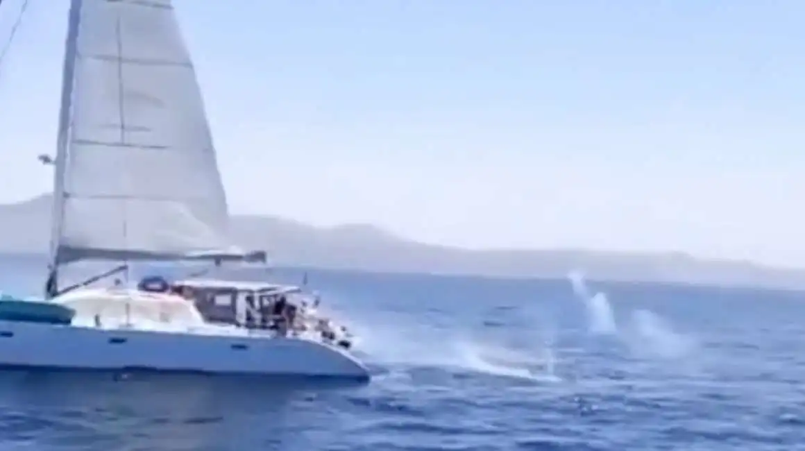 spari contro un'orca da catamarano