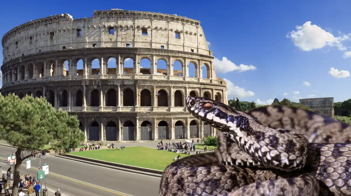 colosseo roma serpente vipere vipera serpenti