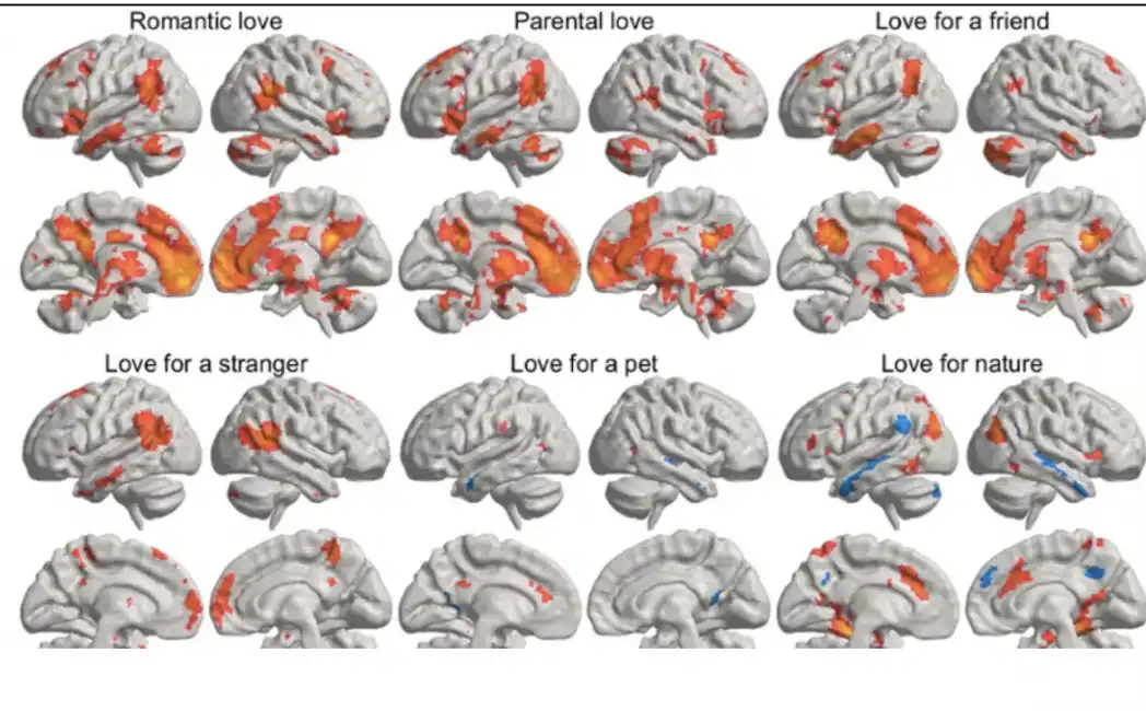 il cervello e i diversi tipi di amore