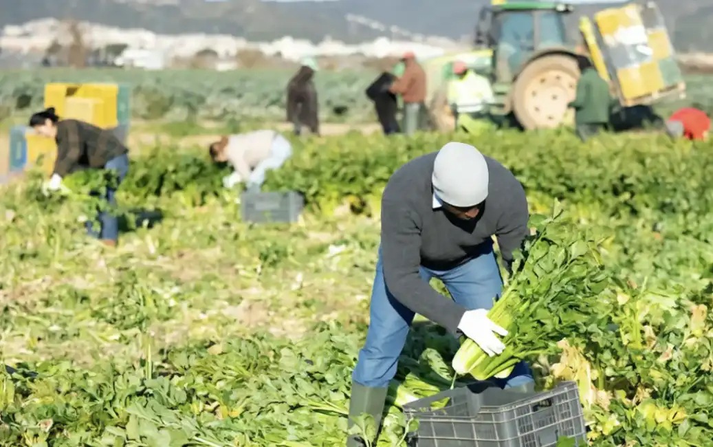 inchiesta sul caporalato a lodi braccianti