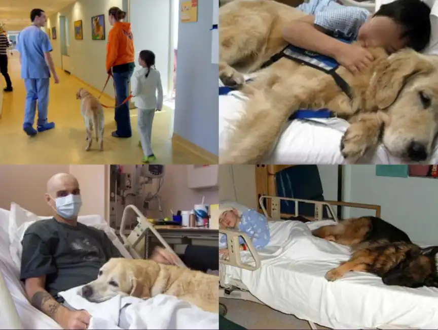 cane ospedale 7