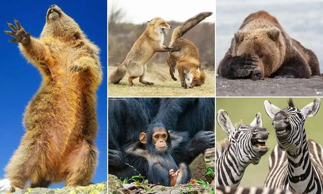 comedy wildlife photography awards-17