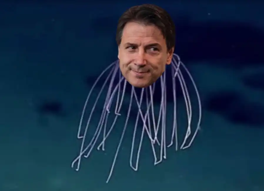 conte medusa