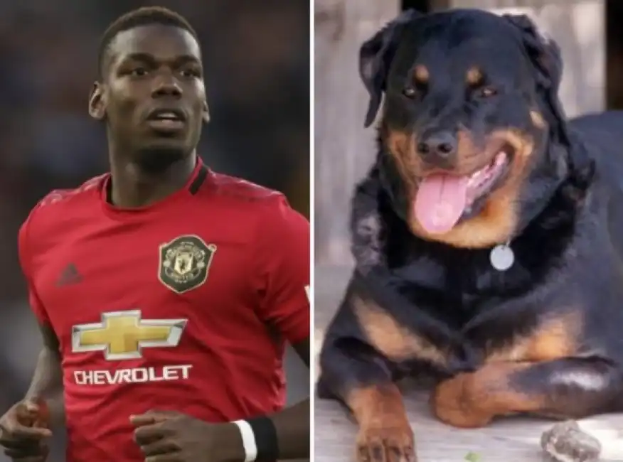 pogba rottweiler 