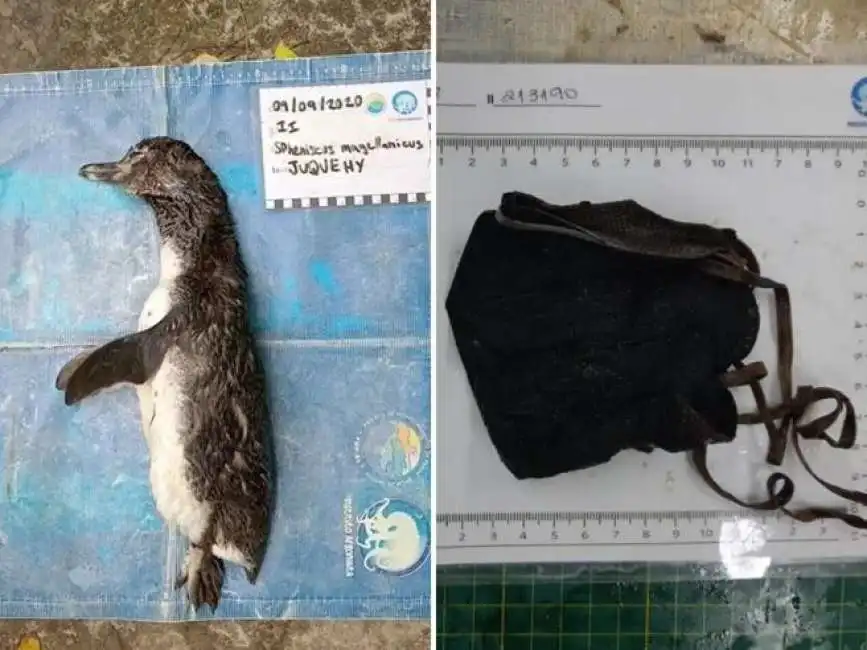 pinguino ucciso dalla mascherina-1