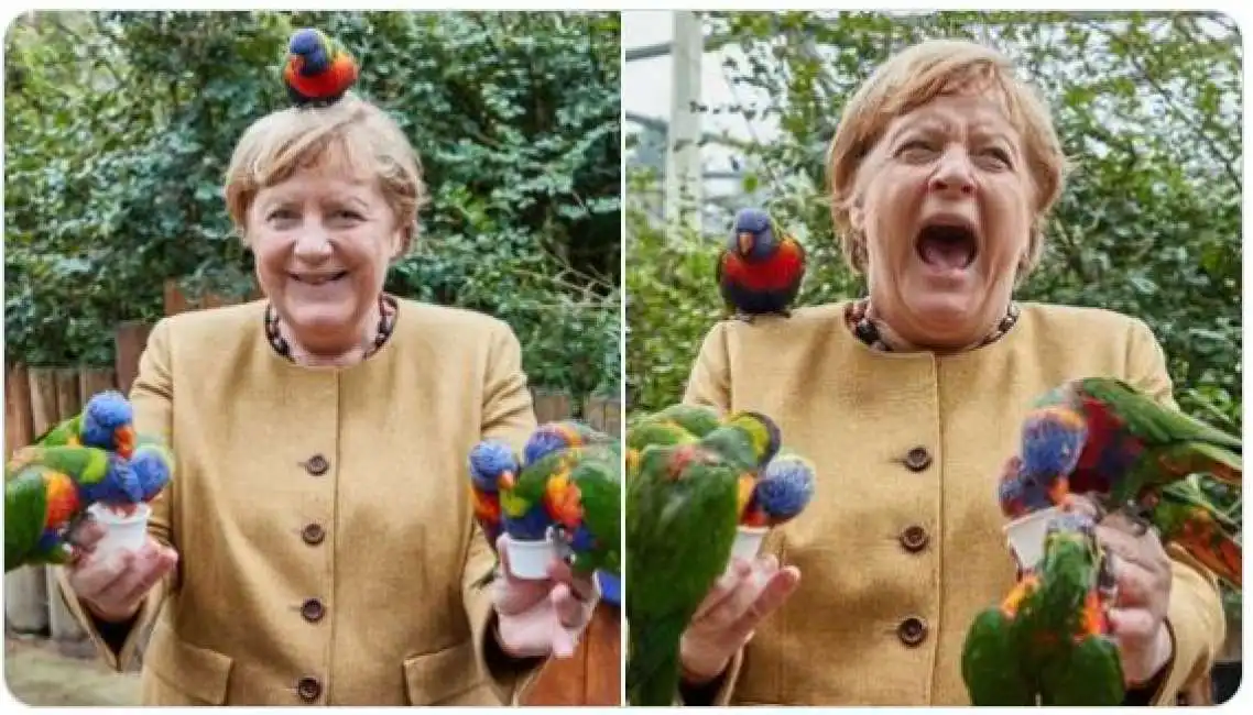 angela merkel pappagallo pappagalli