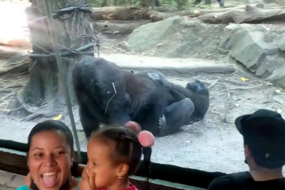 gorilla fanno sesso allo zoo 4