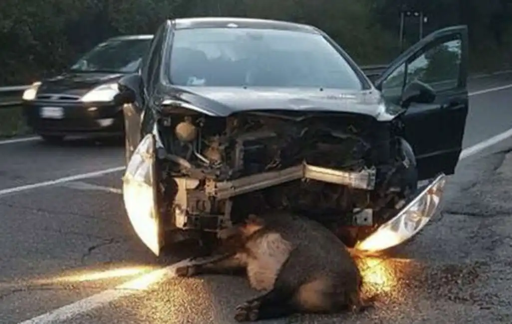 incidente cinghiale 