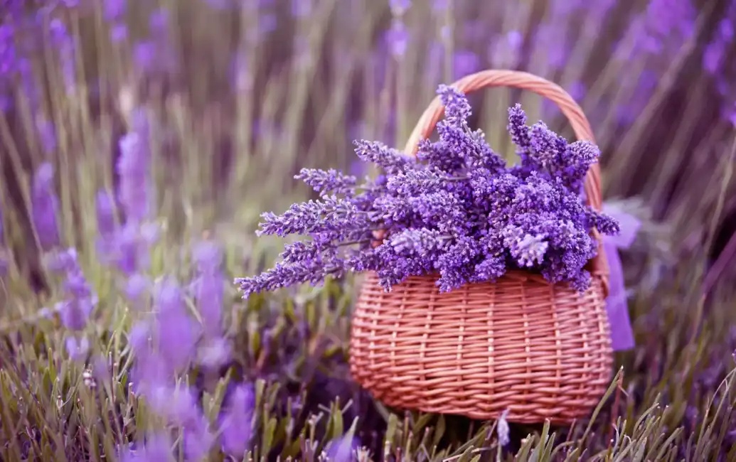 lavanda 