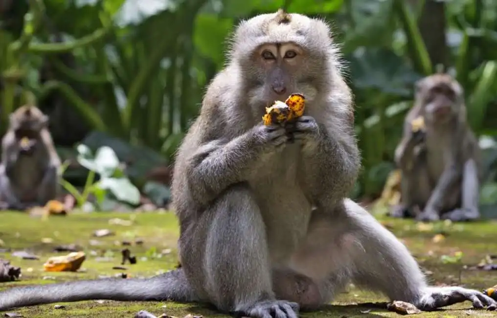 macachi