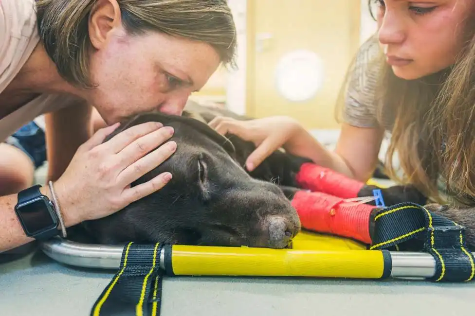 morte animali domestici lutto cani cane