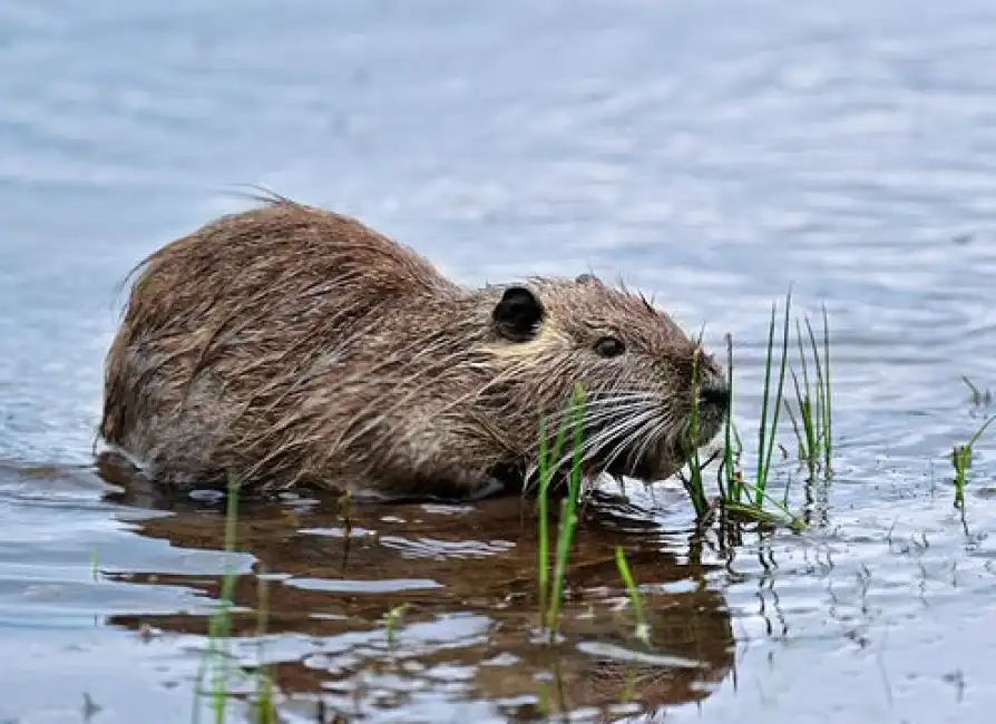 nutria