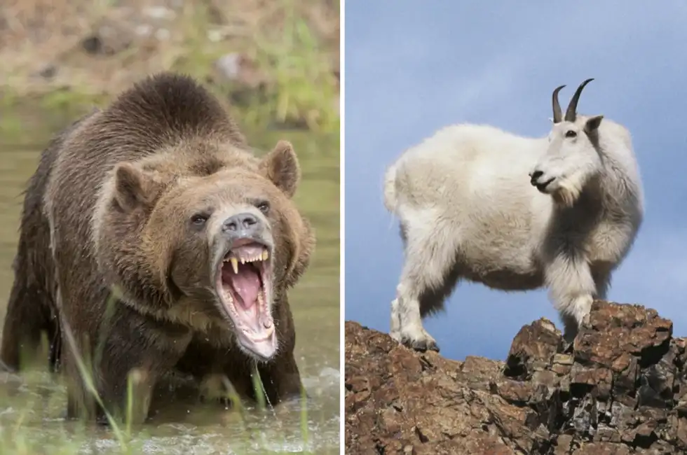 orso grizzly ucciso da capra