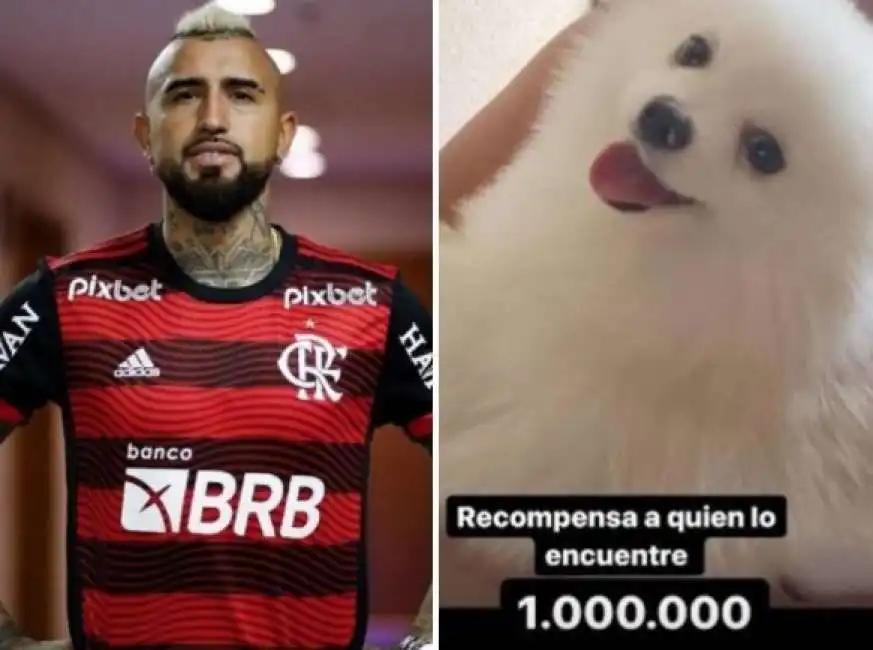 arturo vidal cane