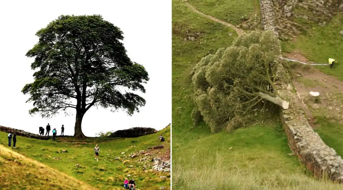 albero di robin hood