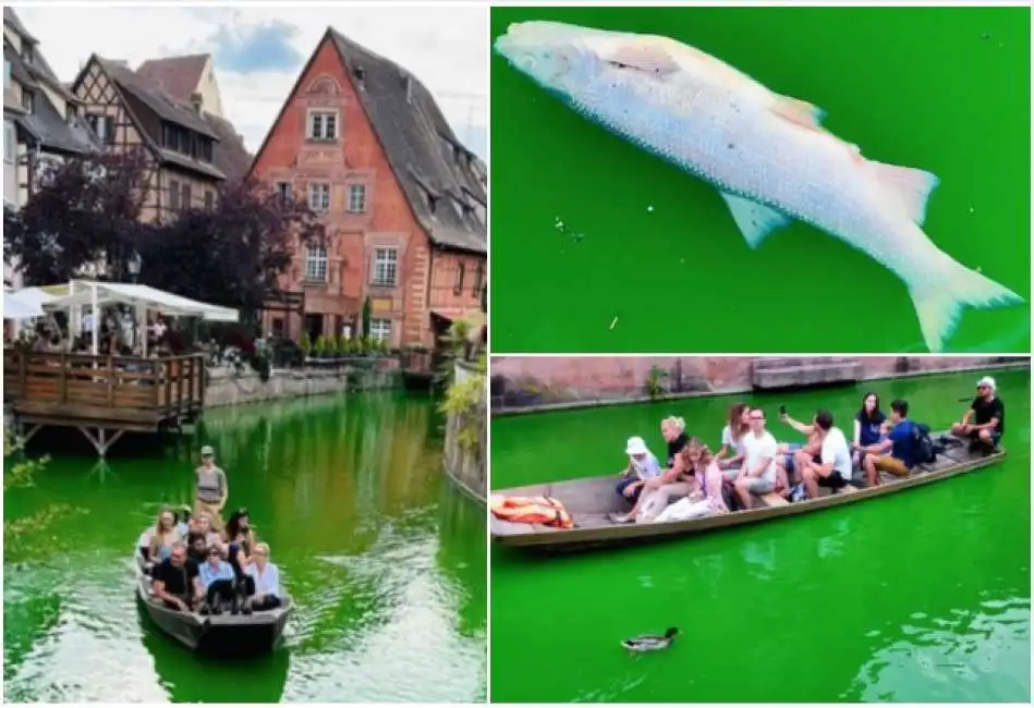 animalisti uccidono i pesci a colmar con il colorante nel fiume