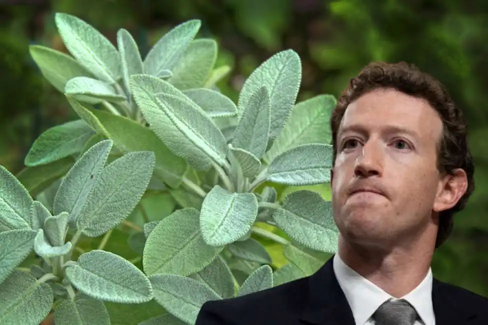 mark zuckerberg salvia 