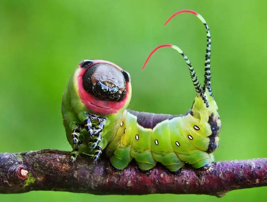 caterpillar moth butterfly before after metamorphosis