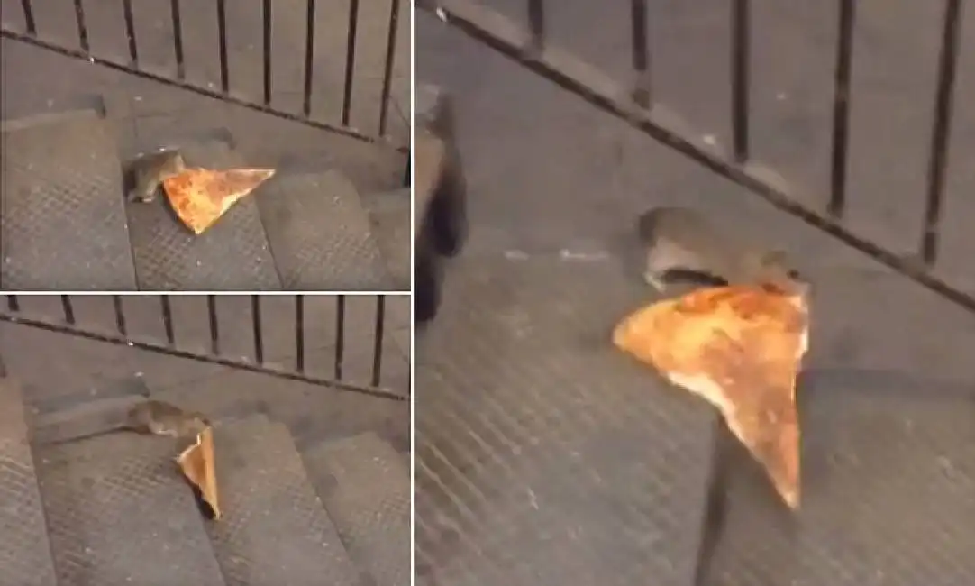 pizza rat