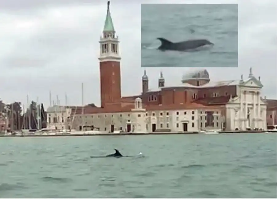 un delfino a venezia