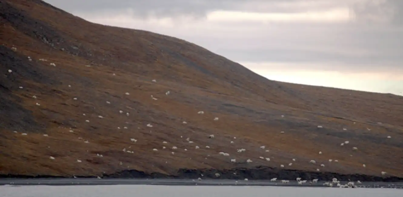 orsi bianchi wrangel island