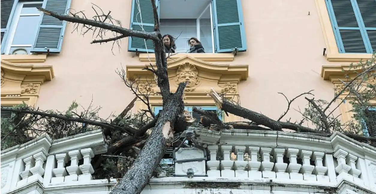 albero caduto in prati - roma