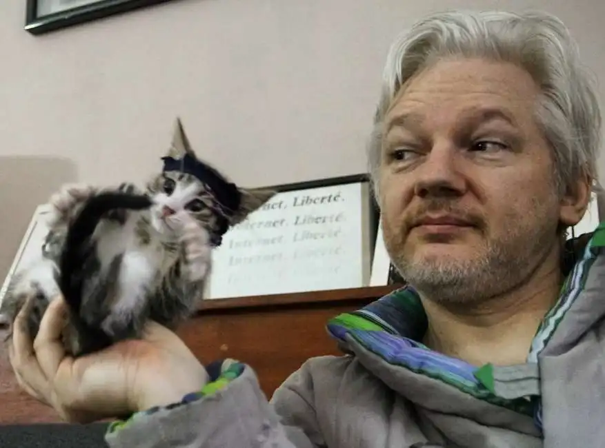 assange gatto