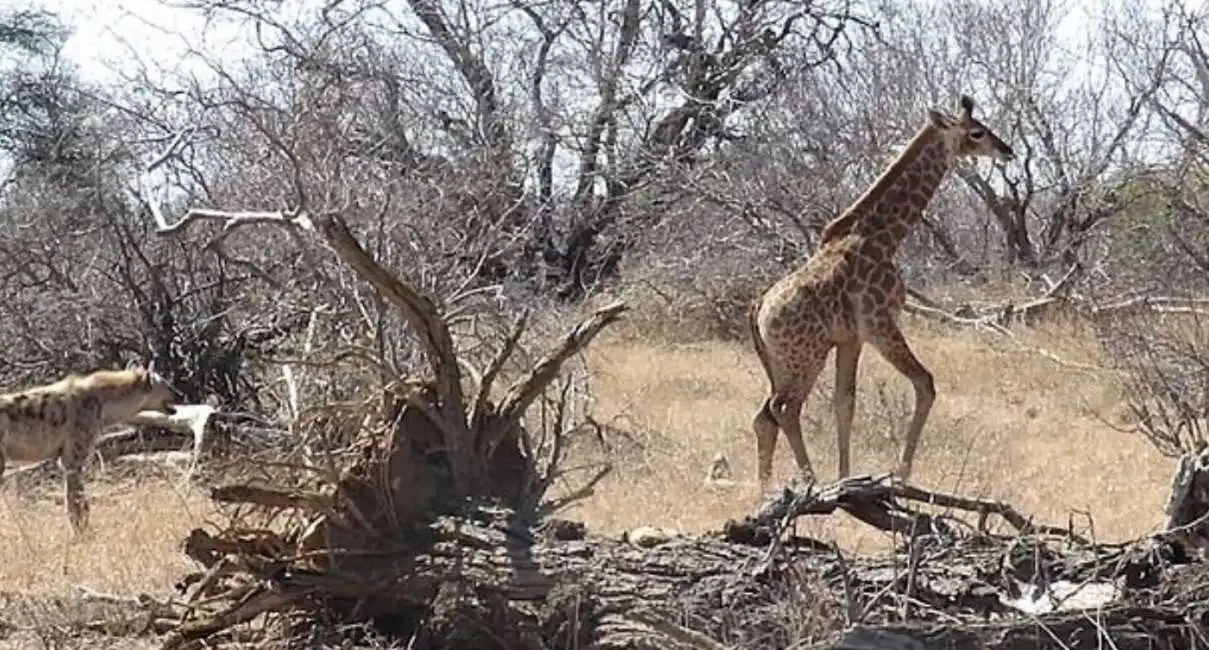 iene vs giraffa-3