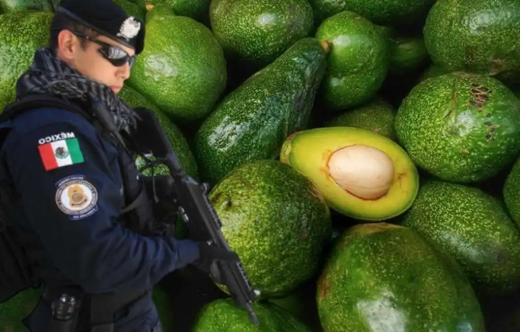 avocado messico