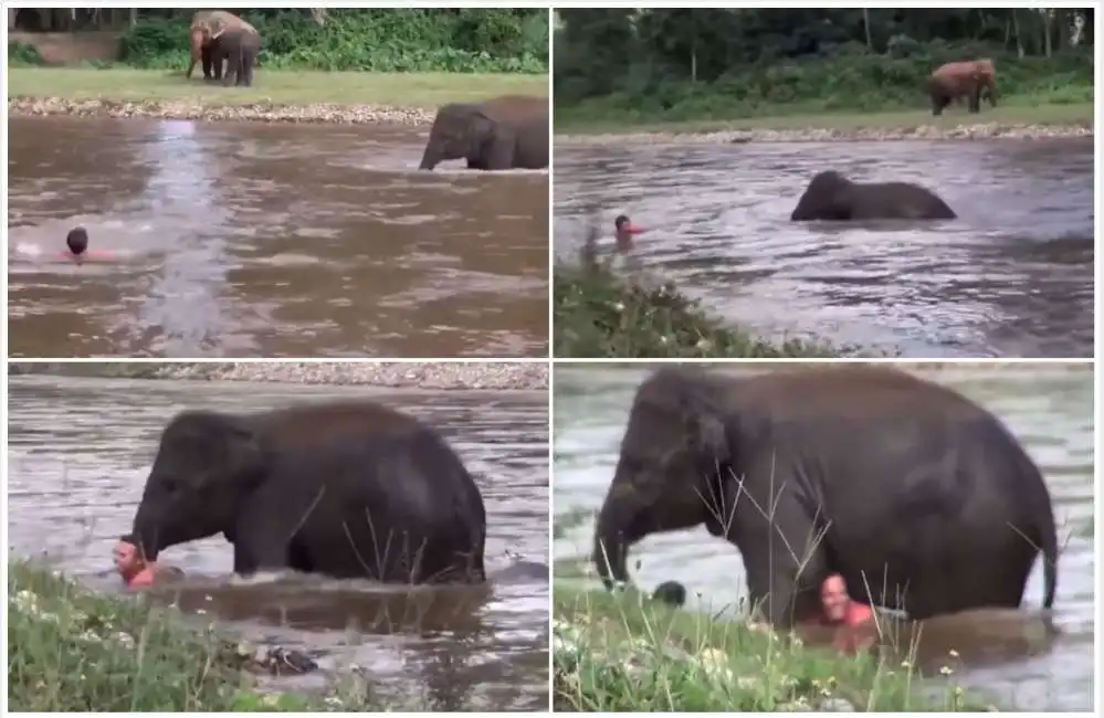 elefante corre a salvare un uomo in thailandia