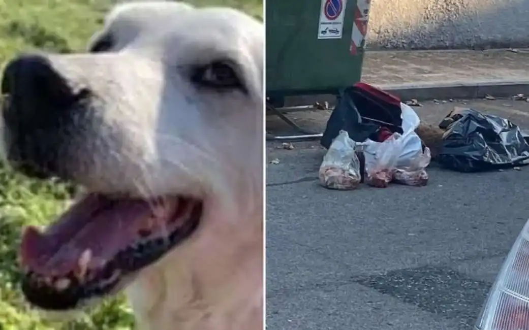 i resti di ninja - la cagnolina decapitata a cecina - gettati nella spazzatura cane cecina livorno