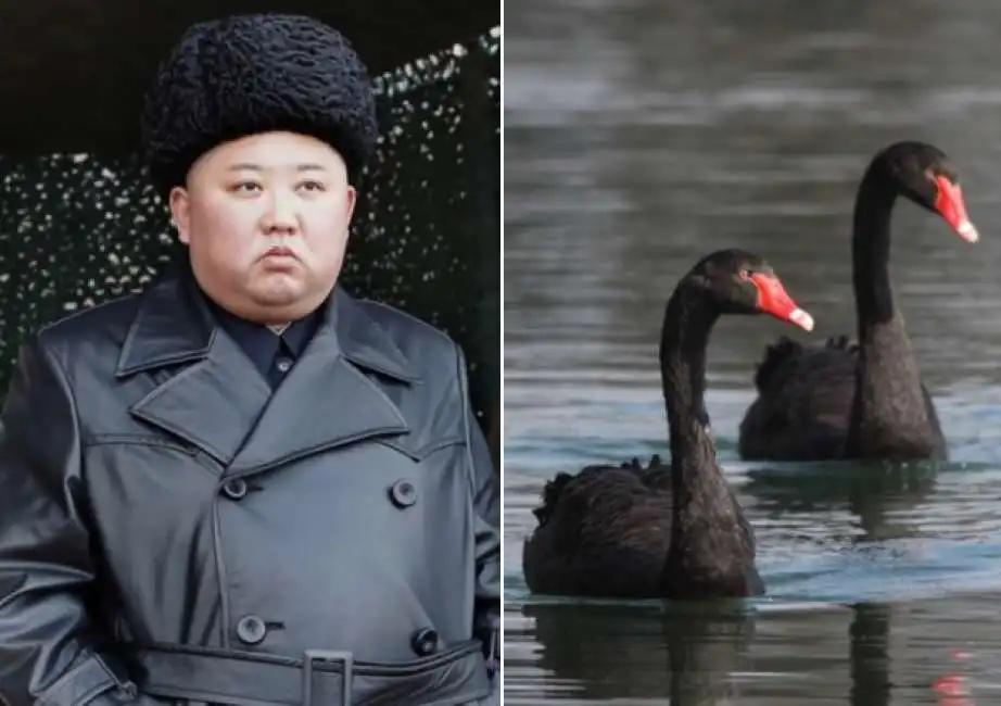 kim jong un cigno nero