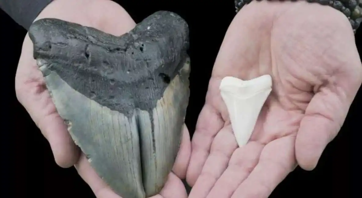 dente megalodonte