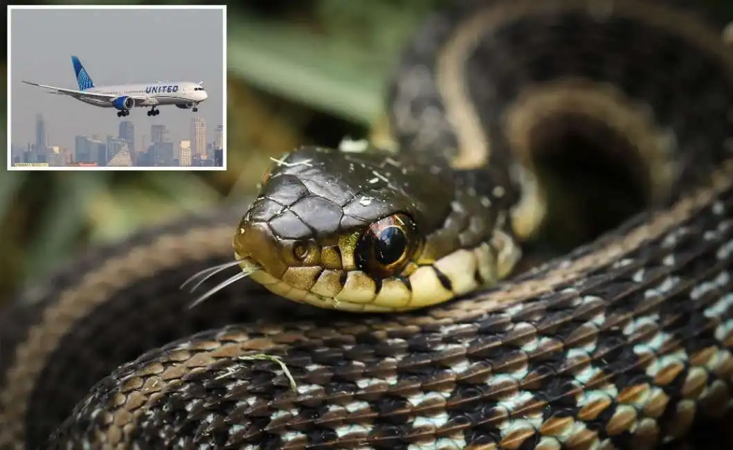 serpente su aereo united airlines