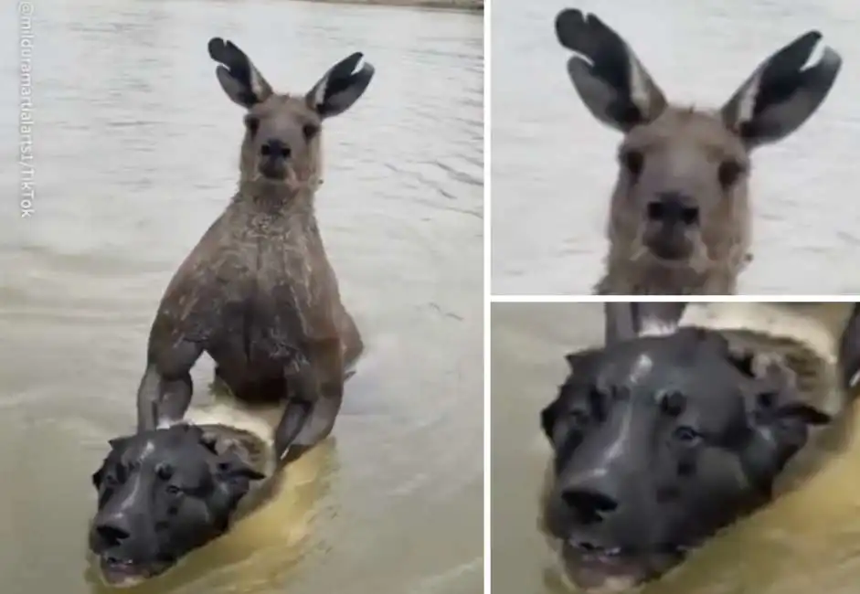 australia uomo combatte con un canguro per riprendersi il cane