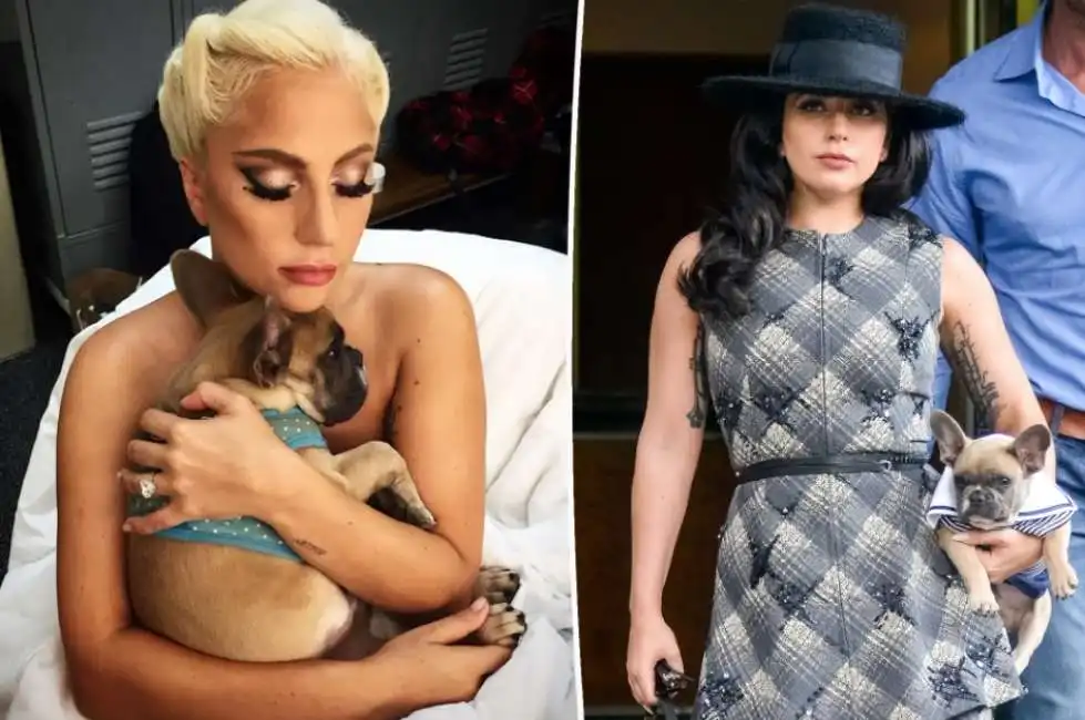 lady gaga con i cani