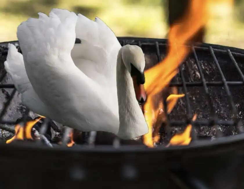 cigno barbecue