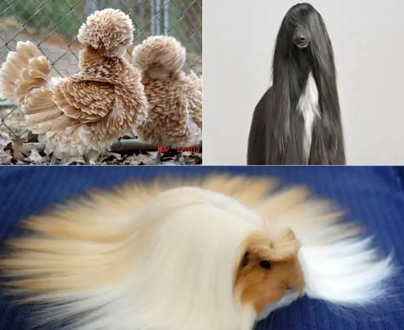 animali dal pelo lungo