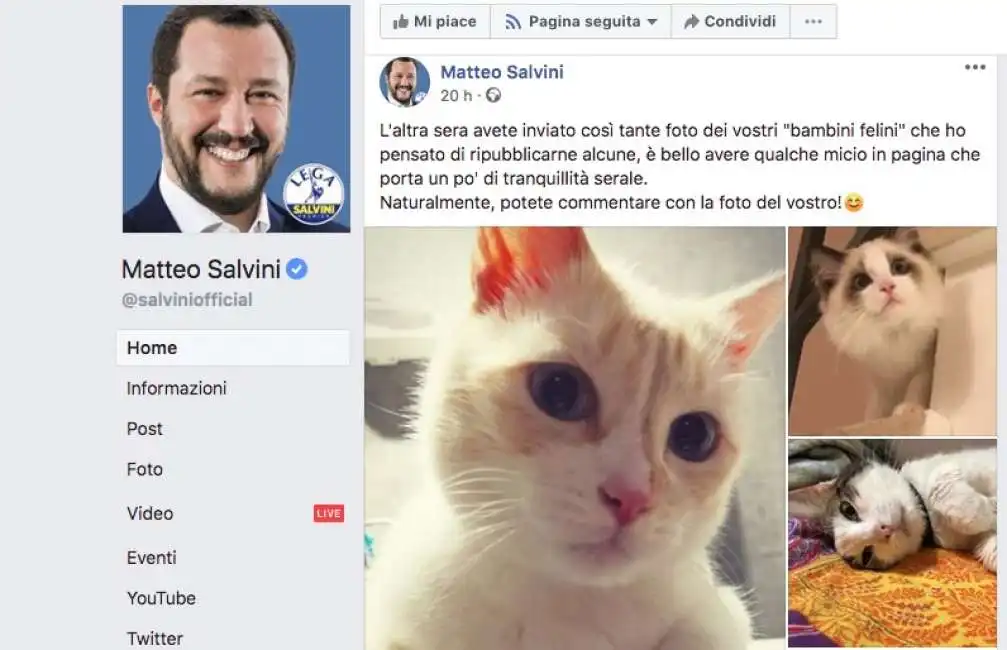 matteo salvini gattini