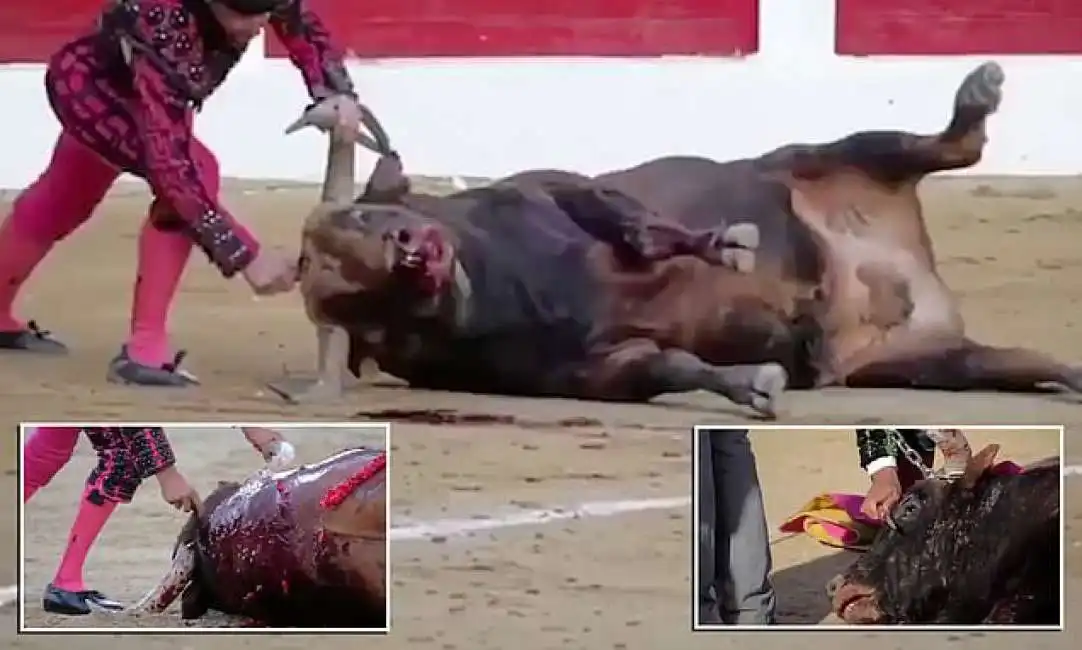 torero affonda un coltello nella testa di un toro-1