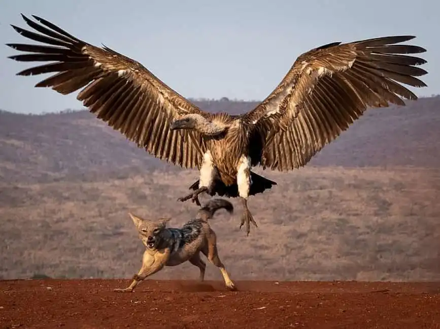 le foto premiate dalla royal society for protection of birds-17