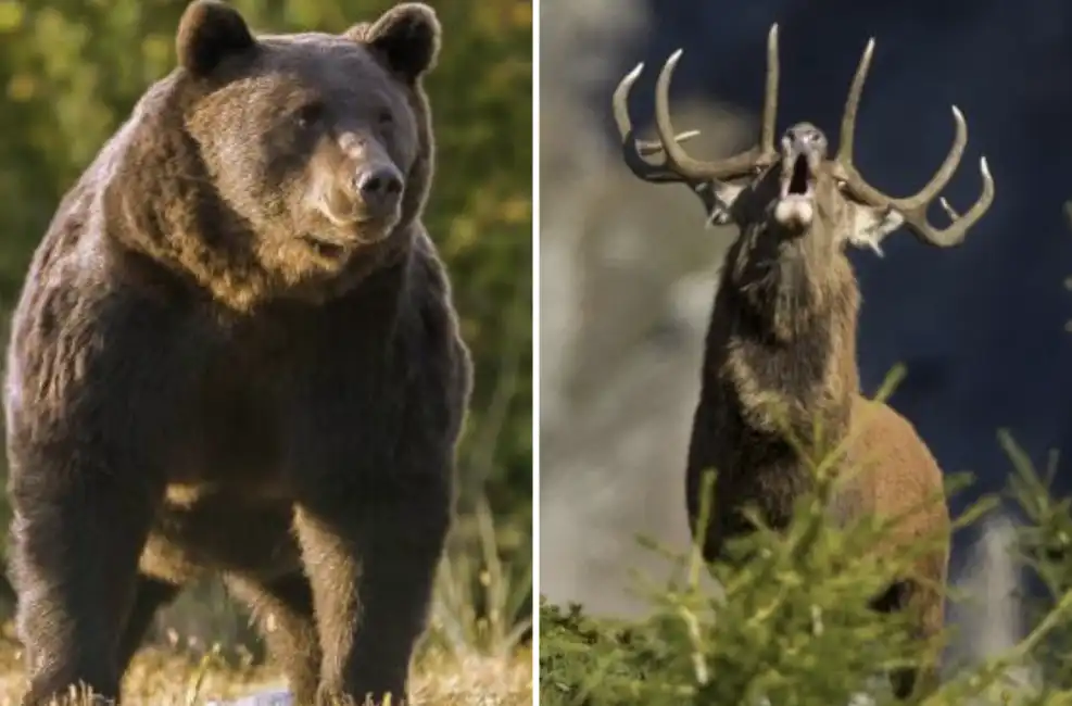 orso cervo