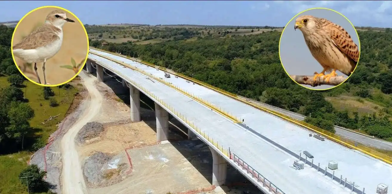 lavori cantieri uccelli fratino falco uccellaio ambientalisti cantiere