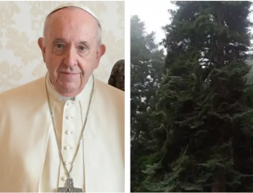 papa bergoglio l'albero che doveva essere destinato a san pietro